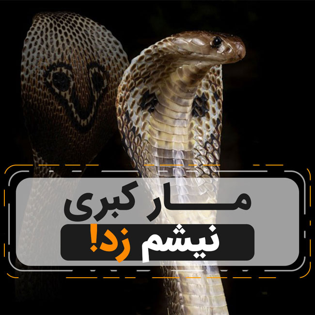 تعبیر خواب مار کبری تعبیر خواب مار کبری