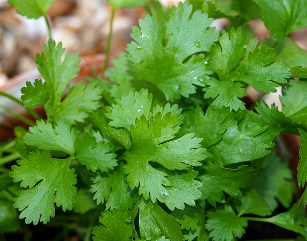 تاثیر گشنیز برای از بین بردن خال