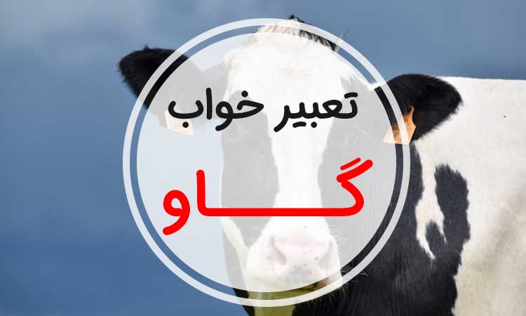 تعبیر خواب گاو - لیست 49 معنی جدید دیدن گاو در خواب