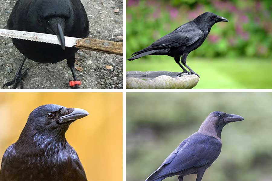 تعبیر خواب کلاغ - 39 معنی کامل دیدن کلاغ در خواب