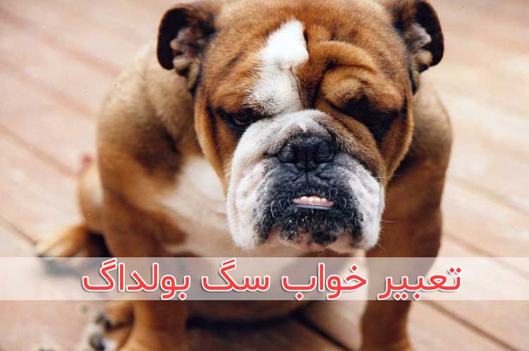تعبیر خواب سگ بولداگ