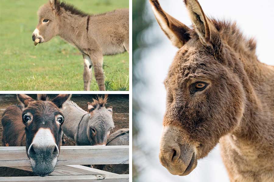 تعبیر خواب خر -لیست 39 معنی مختلف دیدن خر و الاغ در خواب