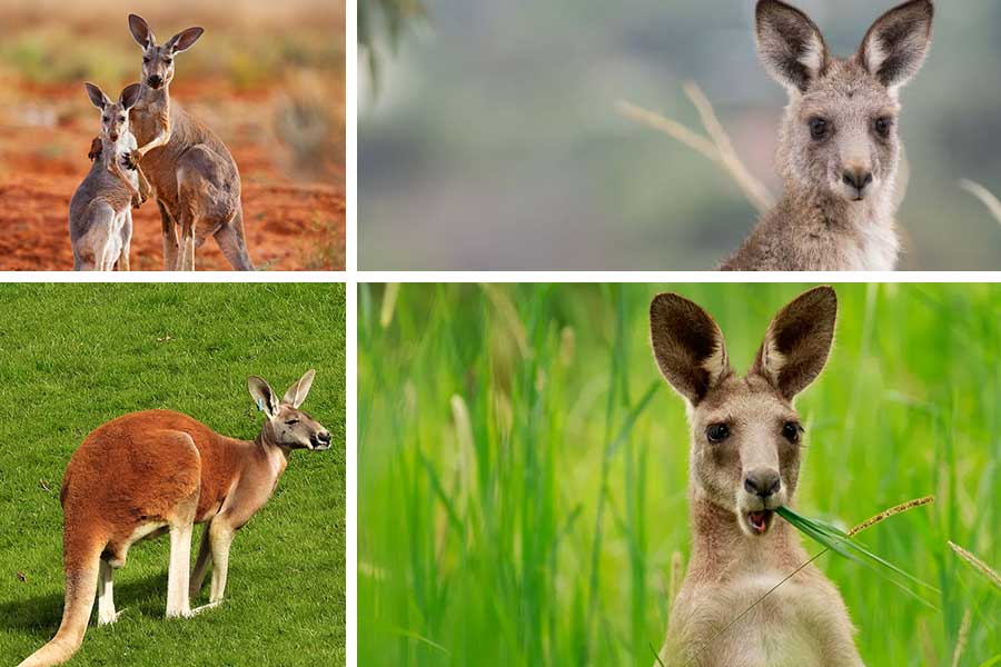تعبیر خواب کانگورو - لیست 43 معنی جدید دیدن کانگورو در خواب