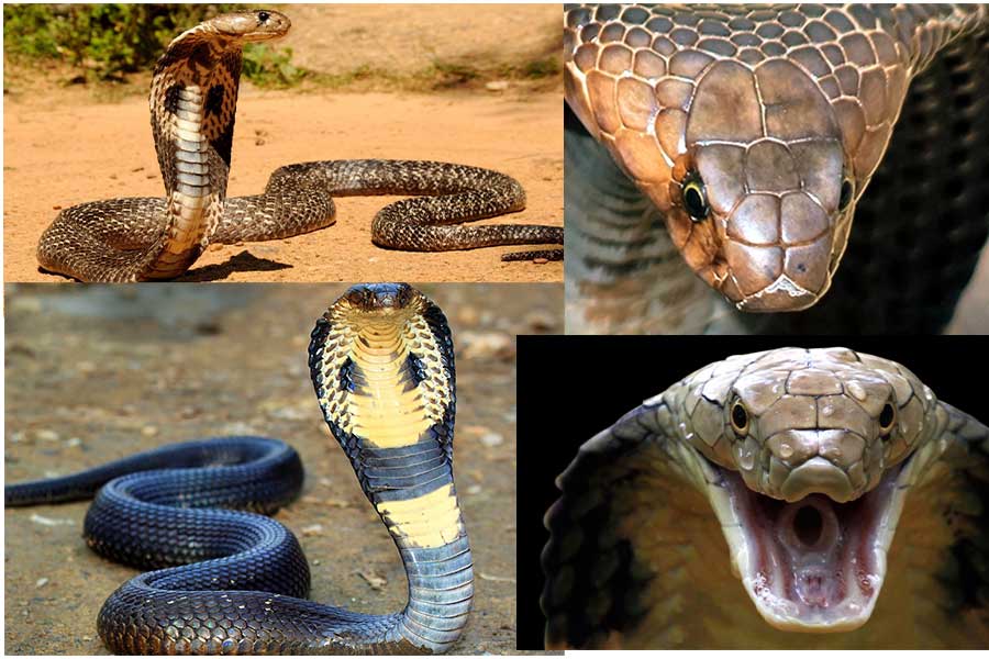 تعبیر خواب مار کبری - لیست 54 معنی جدید دیدن مار کبرا در خواب