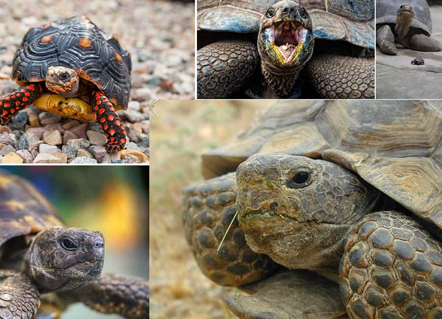 تعبیر خواب لاک پشت - لیست 48 معنی جدید دیدن لاکپشت در خواب