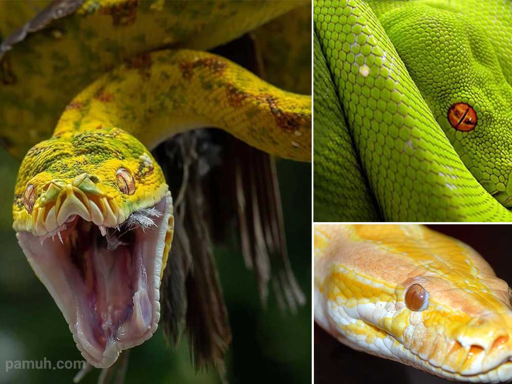 تعبیر خواب مار پایتون - لیست 94 معنی جدید دیدن پیتون در خواب