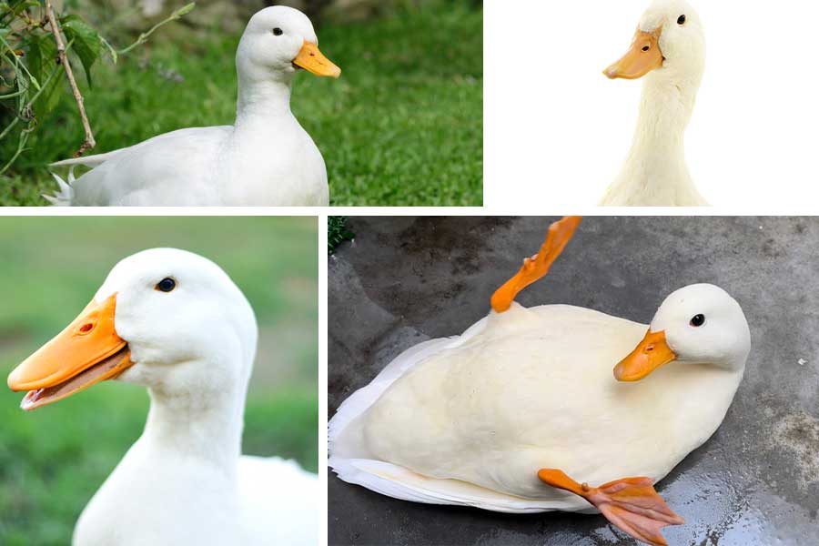 تعبیر خواب اردک - 37 معنی کامل دیدن اردک در رویا