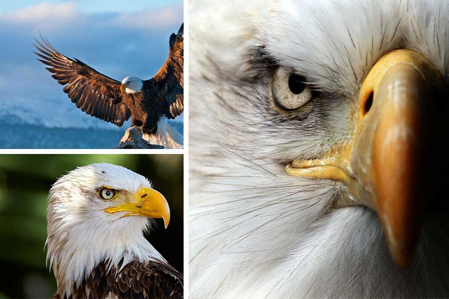 کامل ترین تعبیر خواب عقاب - 98 معنی دیدن عقاب در رویا