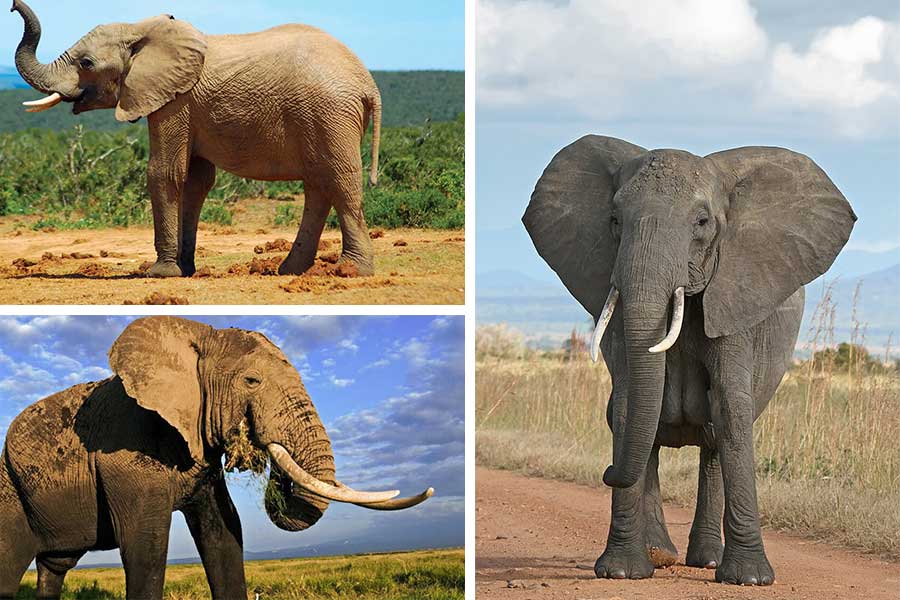 تعبیر خواب فیل - لیست 36 معنی مختلف {دیدن فیل در خواب}