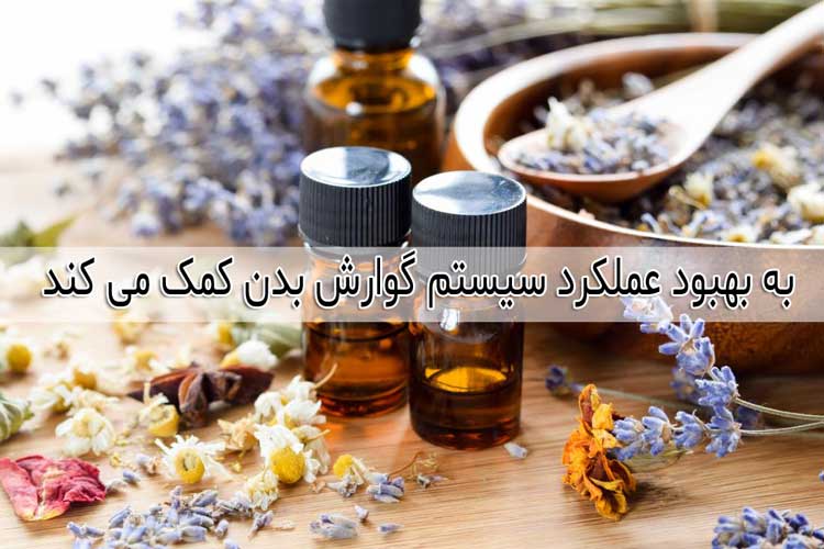 به بهبود عملکرد سیستم گوارش بدن کمک می کند