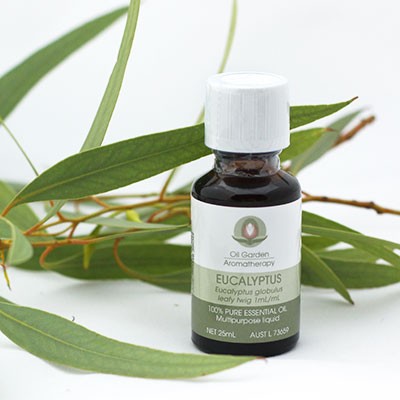 روغن اکالیپتوس چیست و چه خواص و فوایدی دارد ؟