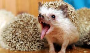 جوجه تیغی ها چه غذاهایی نباید بخورند؟