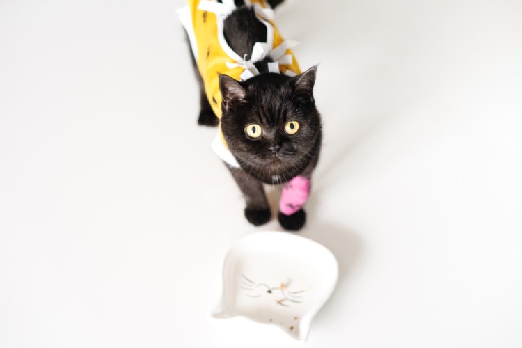 خمیر مولتی ویتامین جیم کت