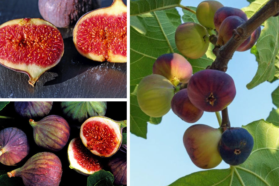 تعبیر خواب انجیر - 18 معنی «دیدن انجیر در خواب»