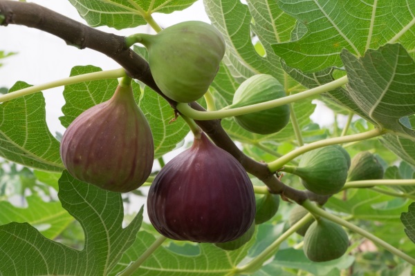 درختان انجیر می توانند تا 100 سال زندگی کنند