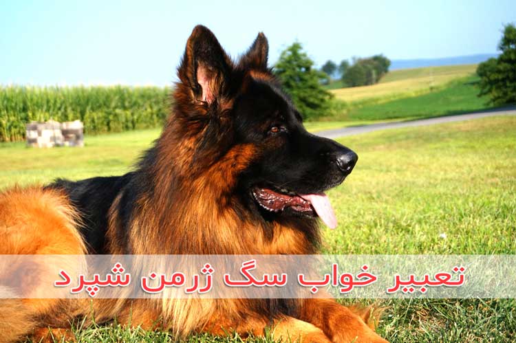 تعبیر خواب سگ ژرمن شپرد