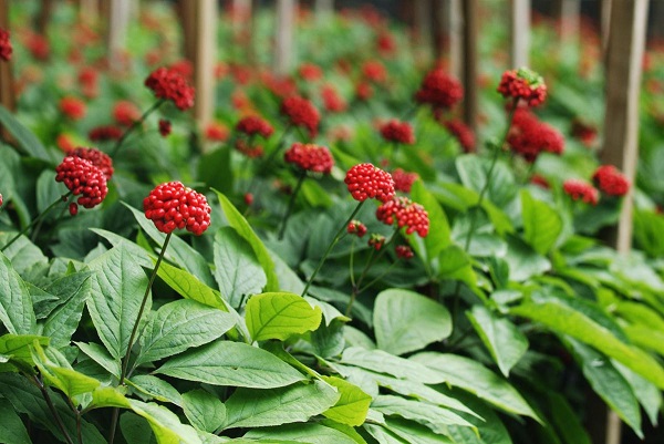 گیاه جینسنگ 