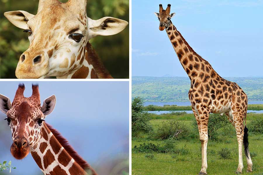 تعبیر خواب زرافه - لیست 49 معنی دیدن زرافه در خواب