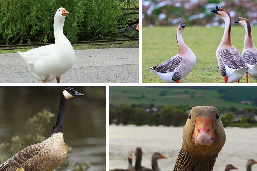 تعبیر خواب غاز - لیست 69 معنی کامل دیدن غاز در رویا