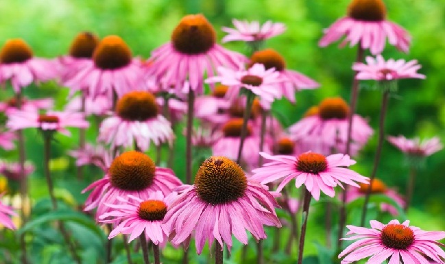 درمان سریع جوش - 17 روش خانگی و گیاهی برای درمان جوش