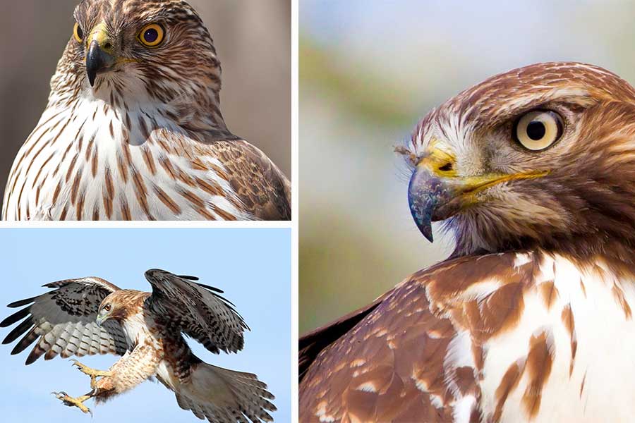 لیست تعبیر خواب شاهین - 98 معنی کامل دیدن پرنده شاهین در خواب