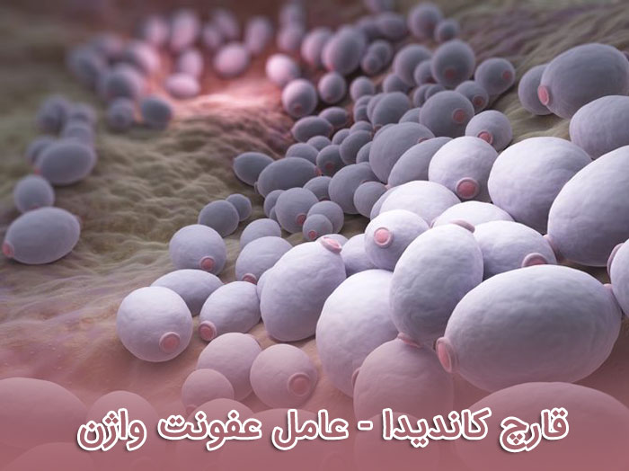 عکس قارچ کاندیدا - عامل عفونت کاندیدای واژن