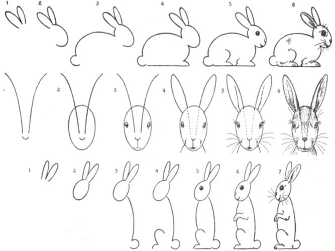 آموزش نقاشی ساده خرگوش-اموزش نقاشی خرگوش به کودکان 10 ساله-اموزش نقاشی به کودکان ۴ساله