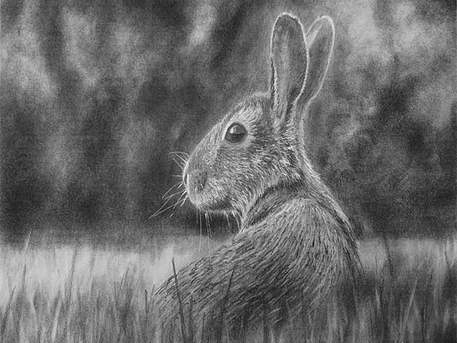 طراحی حیوانات زیبا-طراحی خرگوش با مداد سیاه-طراحی با مداد سیاه آسان