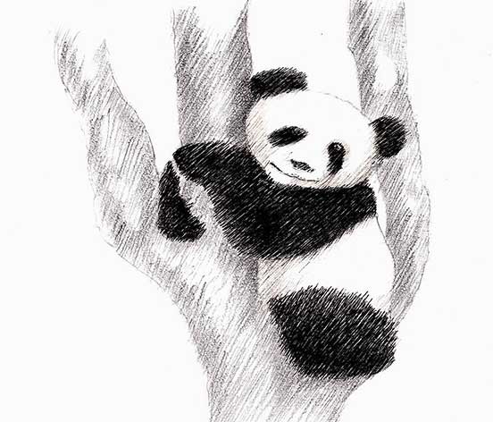 آموزش نقاشی خرس پاندا برای کودکان ۸ساله-نقاشی پاندای بزرگ