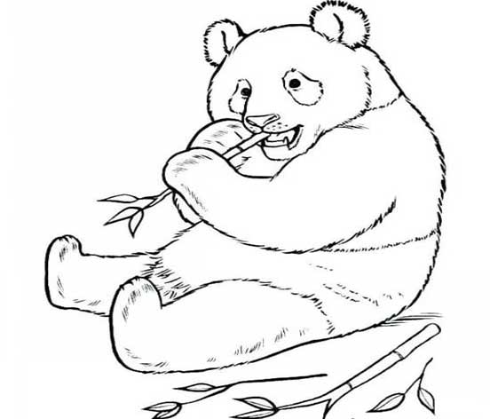 نقاشی پاندا برای بچه ها-آموزش نقاشی پاندا به کودکان