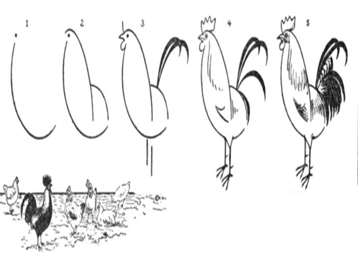 نقاشی خروس فانتزی-نقاشی خروس بامزه و شیطون-نقاشی خروس برای کلاس اول