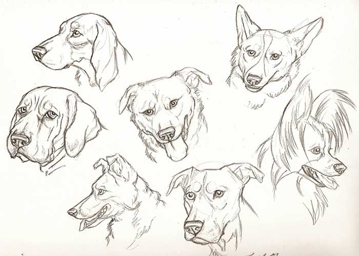 نقاشی سگ هاسکی-نقاشی سگ کارتونی-نقاشی سگ وحشی