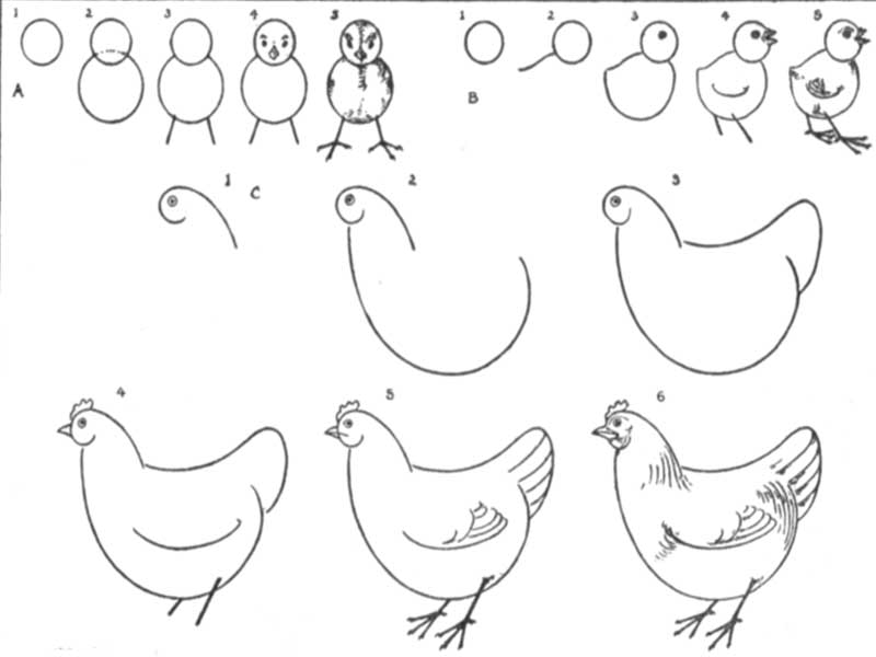 آموزش نقاشی مرغ و الگوهای ساده مرغ برای نقاشی و رنگ آمیزی-آموزش نقاشی مرغ برای کودکان-تصویری و مرحله به مرحله