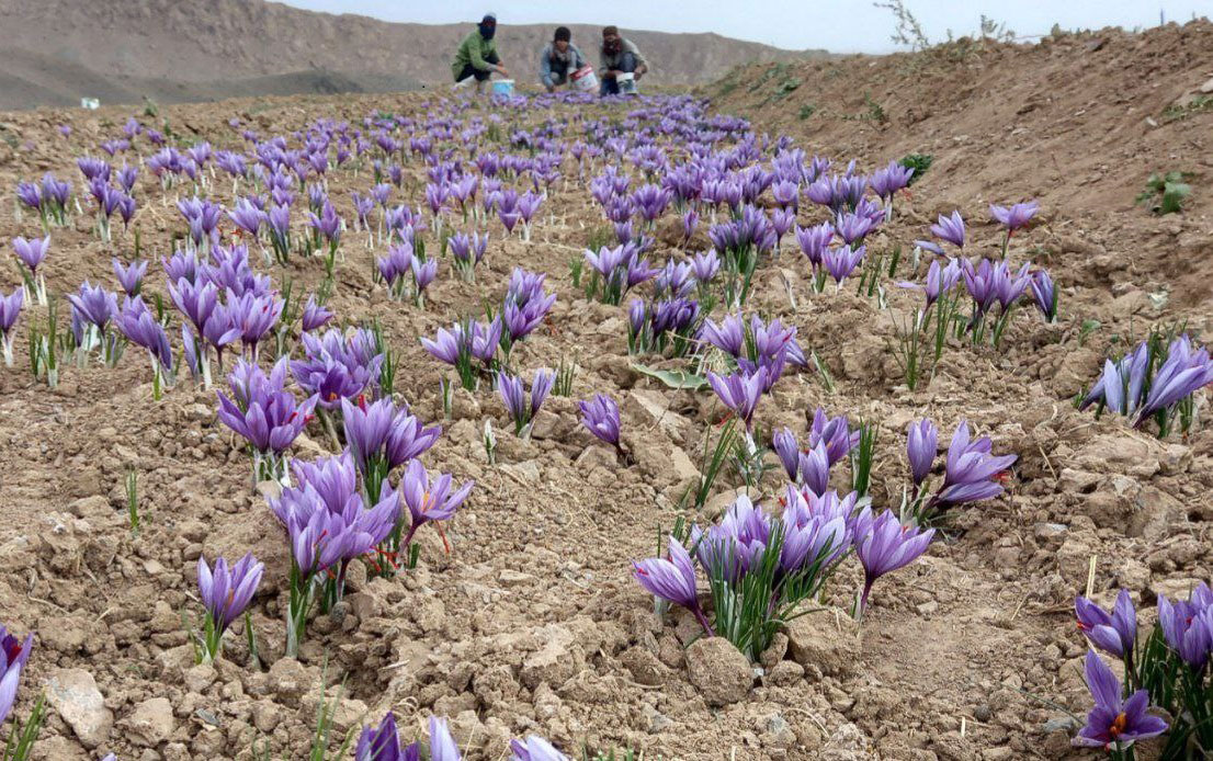 زعفران یکی از گرانترین ادویههای جهان است