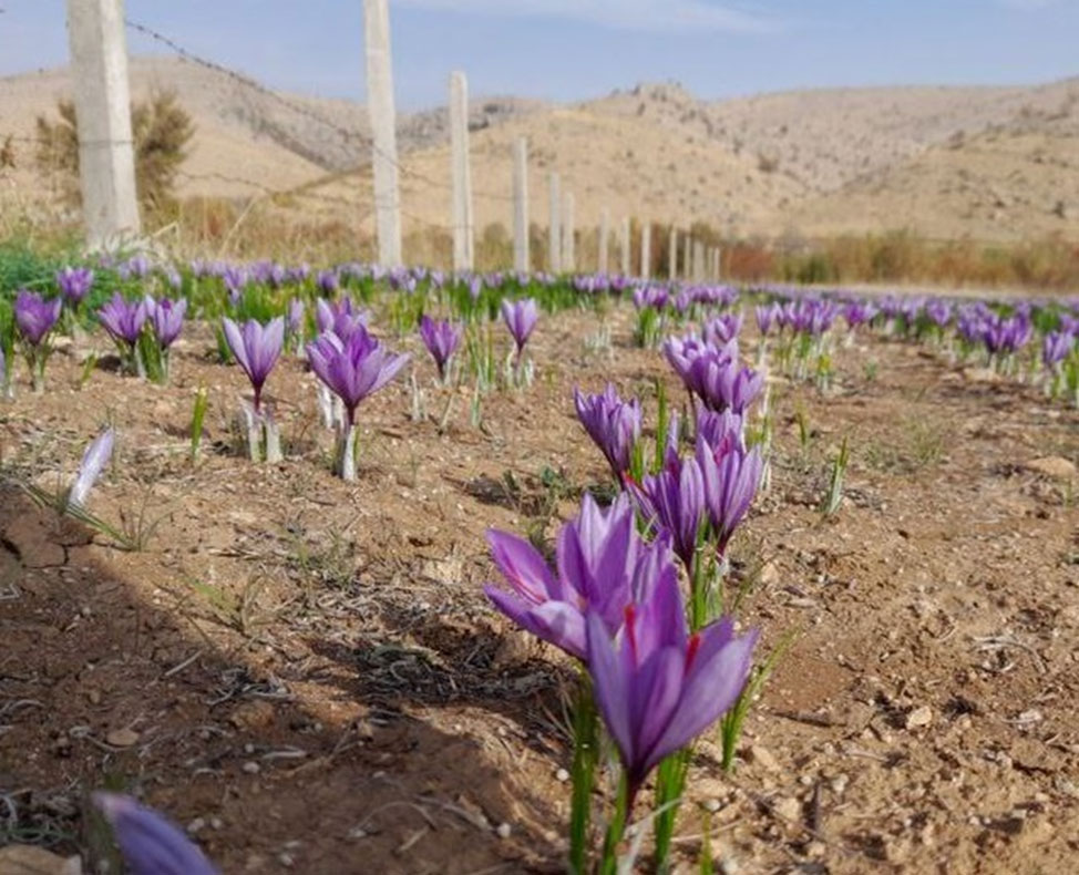 نوع کود مناسب برای زعفران