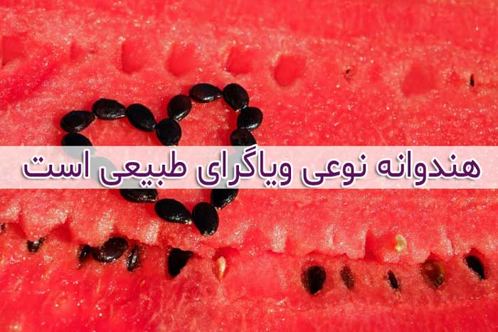 هندوانه اثراتی شبیه به ویاگرا داشته و نوعی ویاگرای طبیعی محسوب می شود