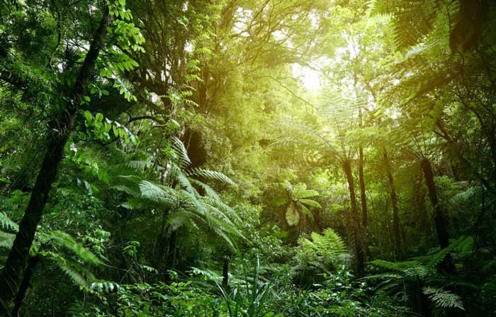 تعبیر خواب جنگل - بیش از 46 معنی مختلف و متفاوت