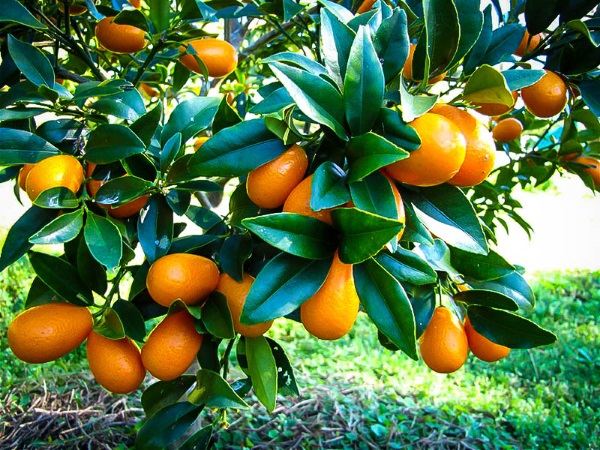 درخت کامکوات