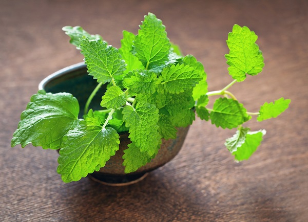 فرنجمشک برای درمان تب خال