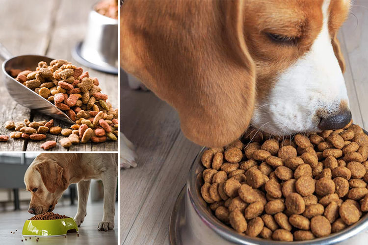 برای یافتن برند های برتر غذای خشک سگ و گربه به پت شاپ لیما سر بزنید