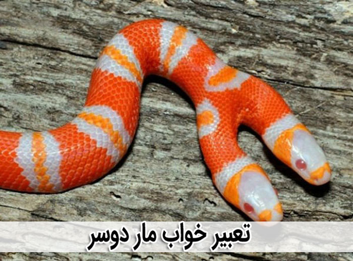 دیدن مار دوسر در خواب نشانه ترس و عصبانیت سرکوب شده شما است دیدن مار دوسر در خواب نشانه ترس و عصبانیت سرکوب شده شما است