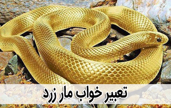تعبیر خواب مار زرد تعبیر خواب مار زرد