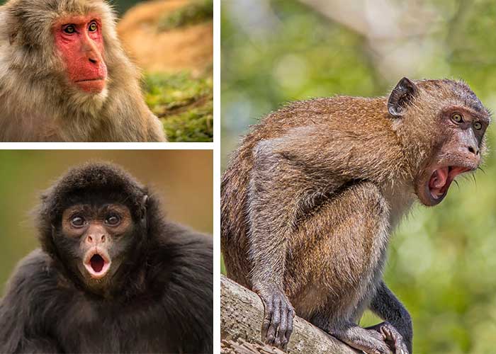 تعبیر خواب میمون - 49 معنی «دیدن میمون در خواب»