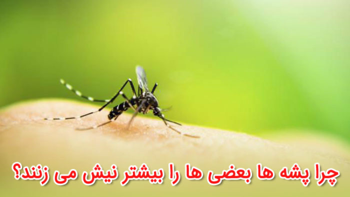 چرا پشه ها بعضی ها را بیشتر نیش می زنند؟