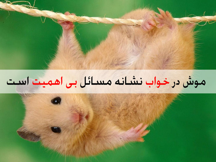 تعبیر خواب موش - بیش از 53 معنی مختلف برای این خواب