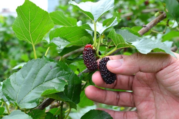 فواید و خواص درمانی شاه توت + جدول ارزش غذایی