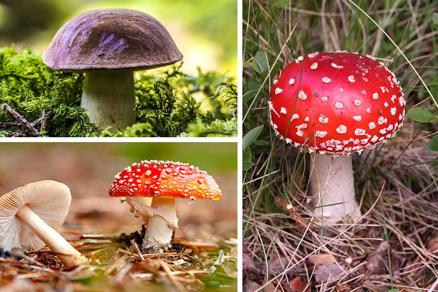 تعبیر خواب قارچ - لیست 39 معنی [دیدن قارچ] در رویا