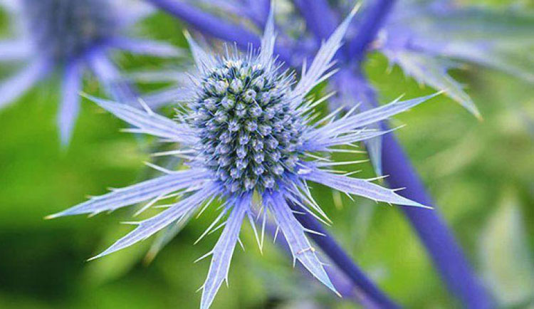 عسل زول (بوقناق) - مهمترین خواص و فواید