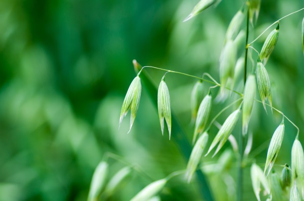 گیاه جو دوسر (یولاف)
