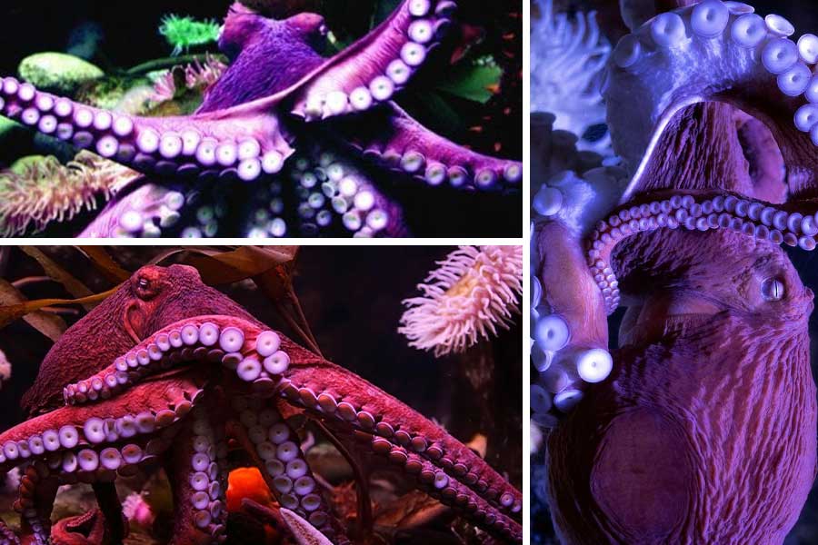 تعبیر خواب هشت پا - لیست 41 معنی جدید دیدن اختاپوس در خواب